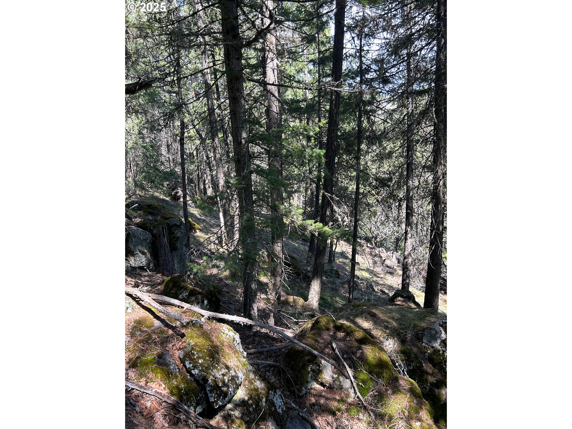 3 Thompson Trail Goldendale, WA 98620 - Photo 25 of 27 a view of a tree in a yard