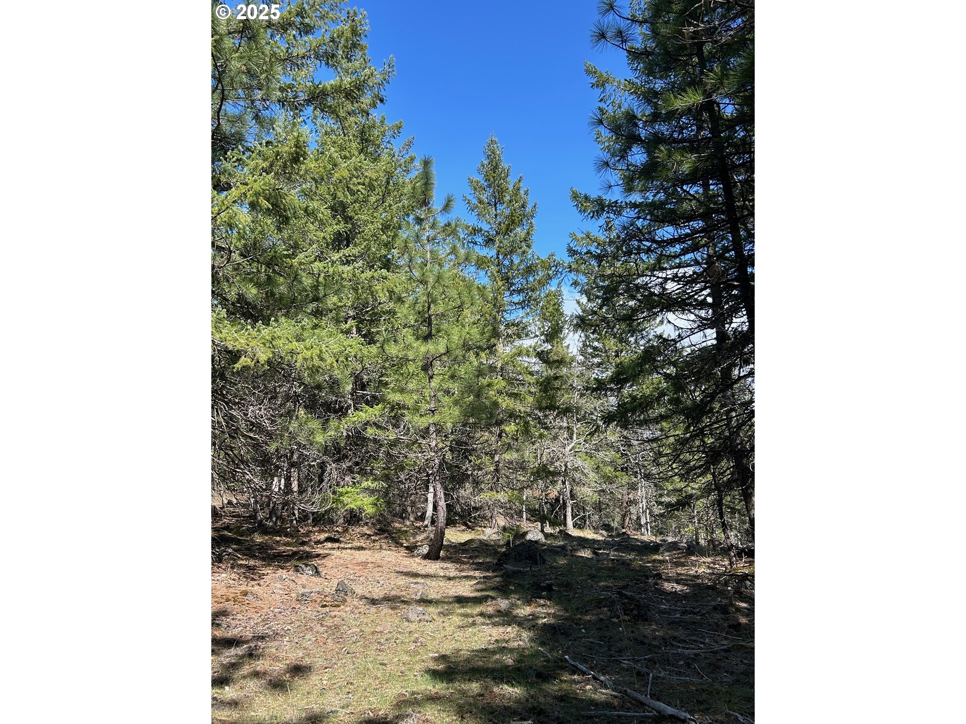 3 Thompson Trail Goldendale, WA 98620 - Photo 27 of 27 a view of a yard with plants and flowers
