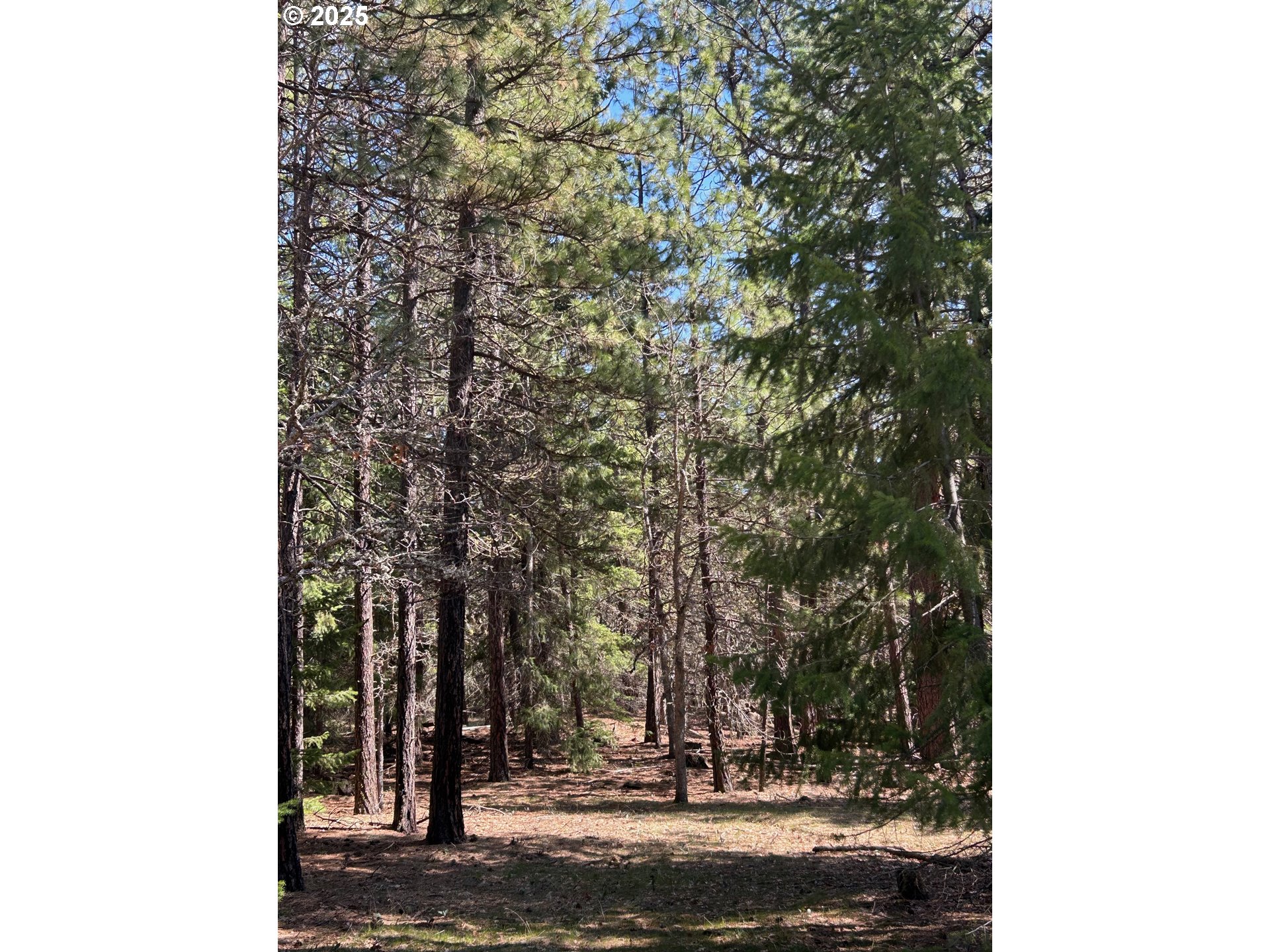 3 Thompson Trail Goldendale, WA 98620 - Photo 7 of 27 a view of a yard with trees