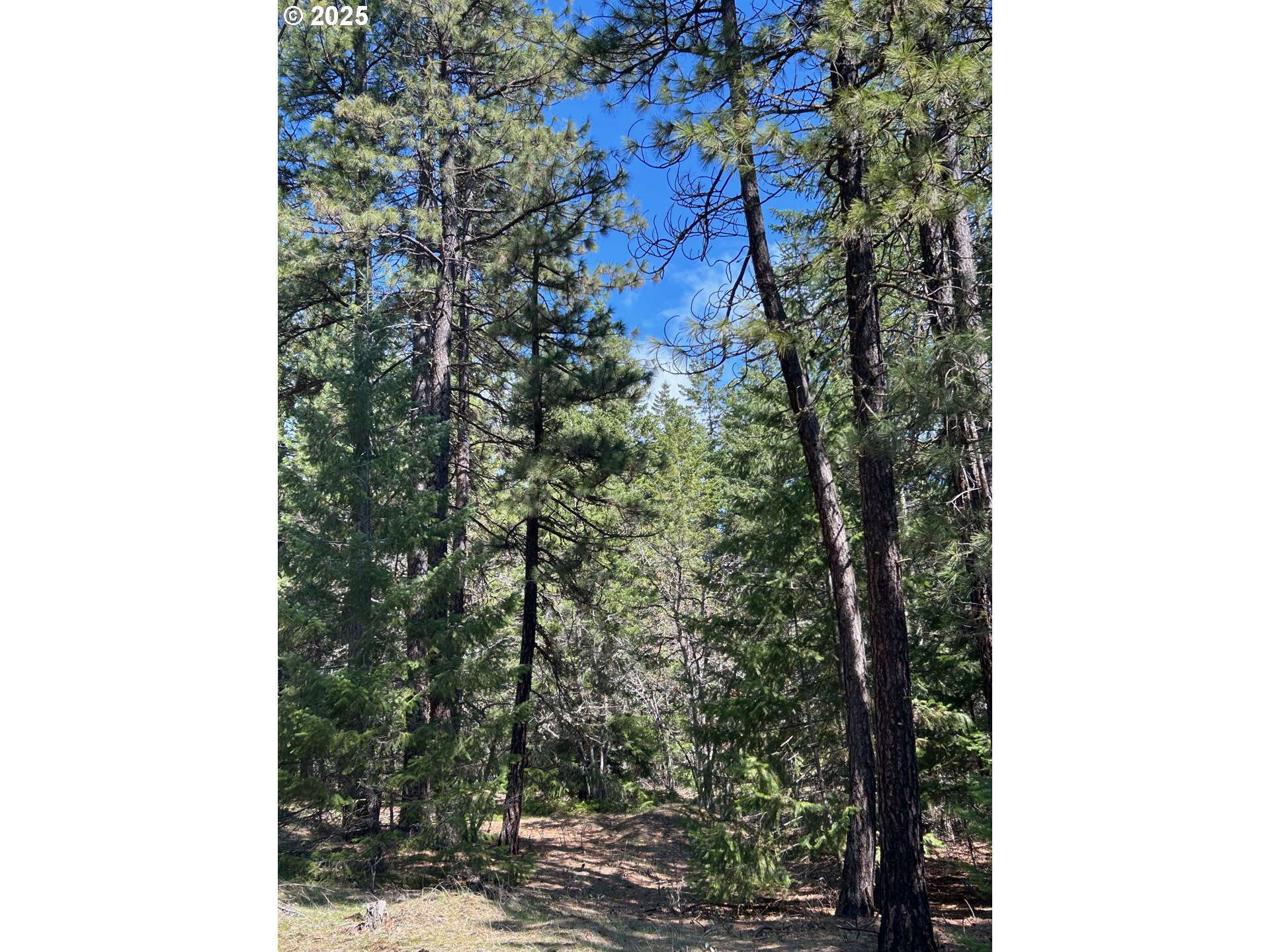 3 Thompson Trail Goldendale, WA 98620 - Photo 8 of 27 a view of a forest