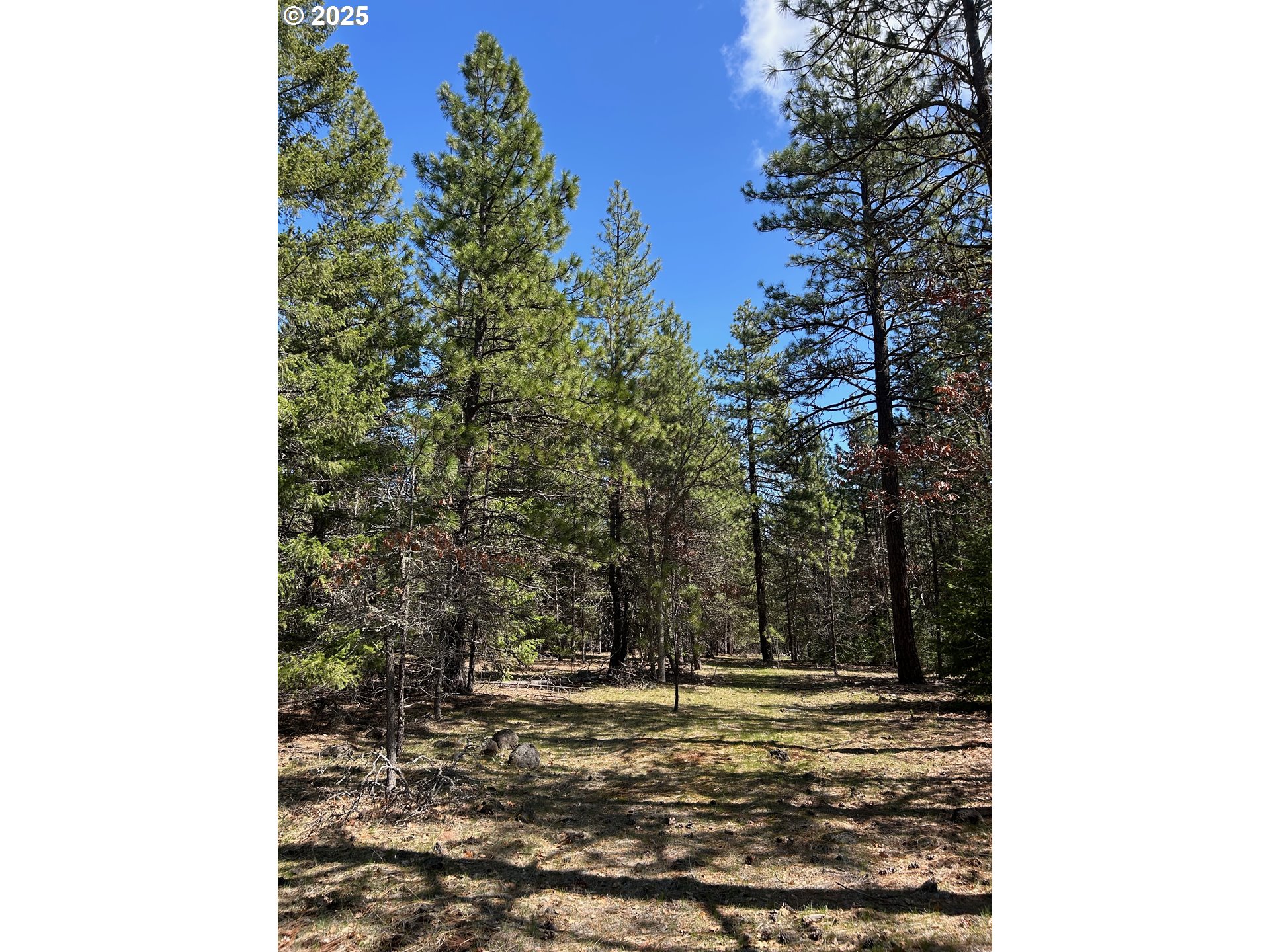 3 Thompson Trail Goldendale, WA 98620 - Photo 9 of 27 a view of a yard with a tree