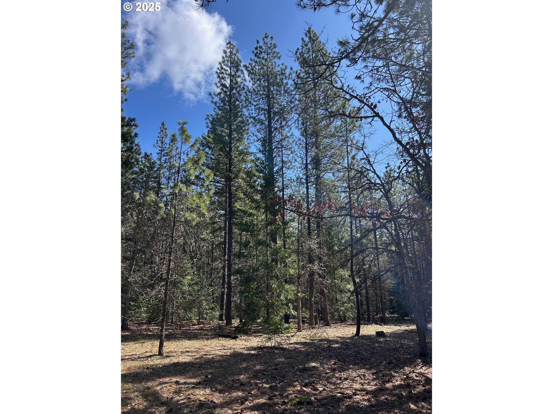 3 Thompson Trail Goldendale, WA 98620 - Photo 10 of 27 a view of a tree in front of a house