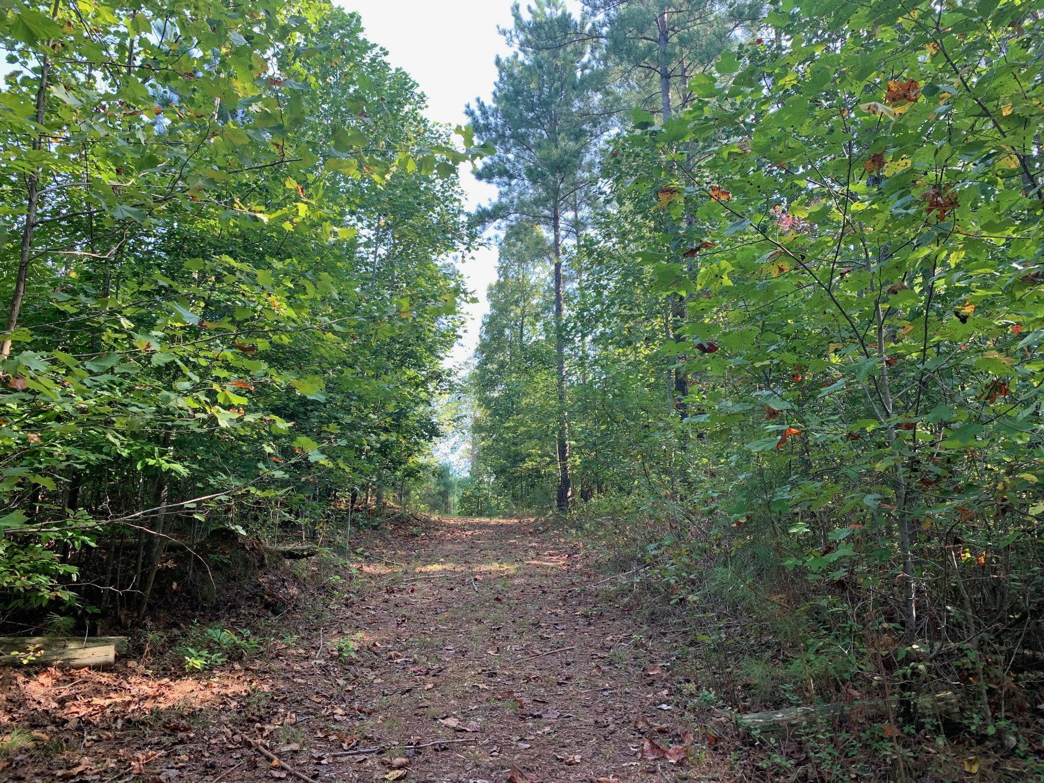 0 Blowing Springs Road Lawrenceburg, TN 38464 - Photo 11 of 23 a view of a forest with lots of trees