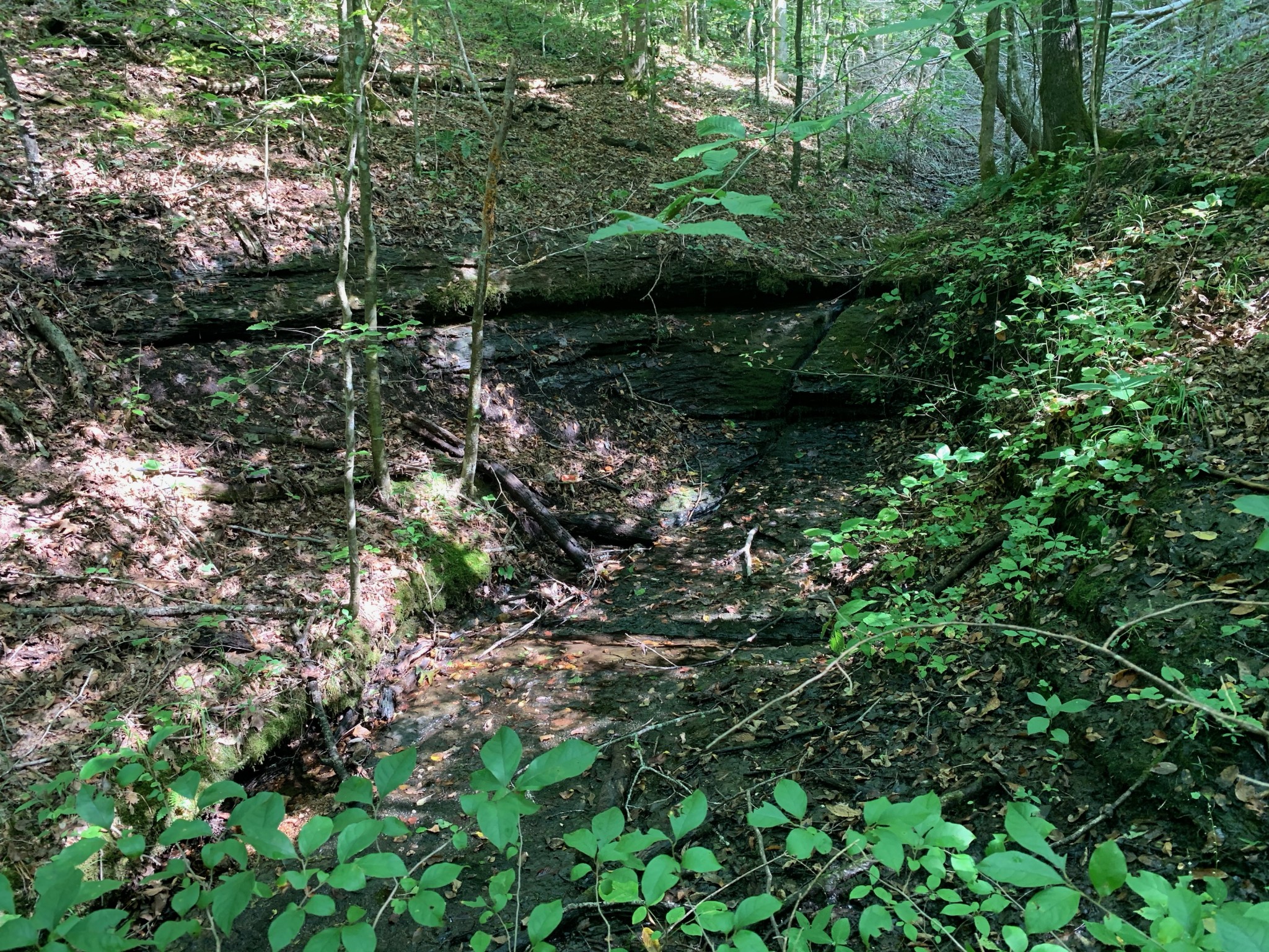 0 Blowing Springs Road Lawrenceburg, TN 38464 - Photo 12 of 23 a view of a garden with plants and large trees