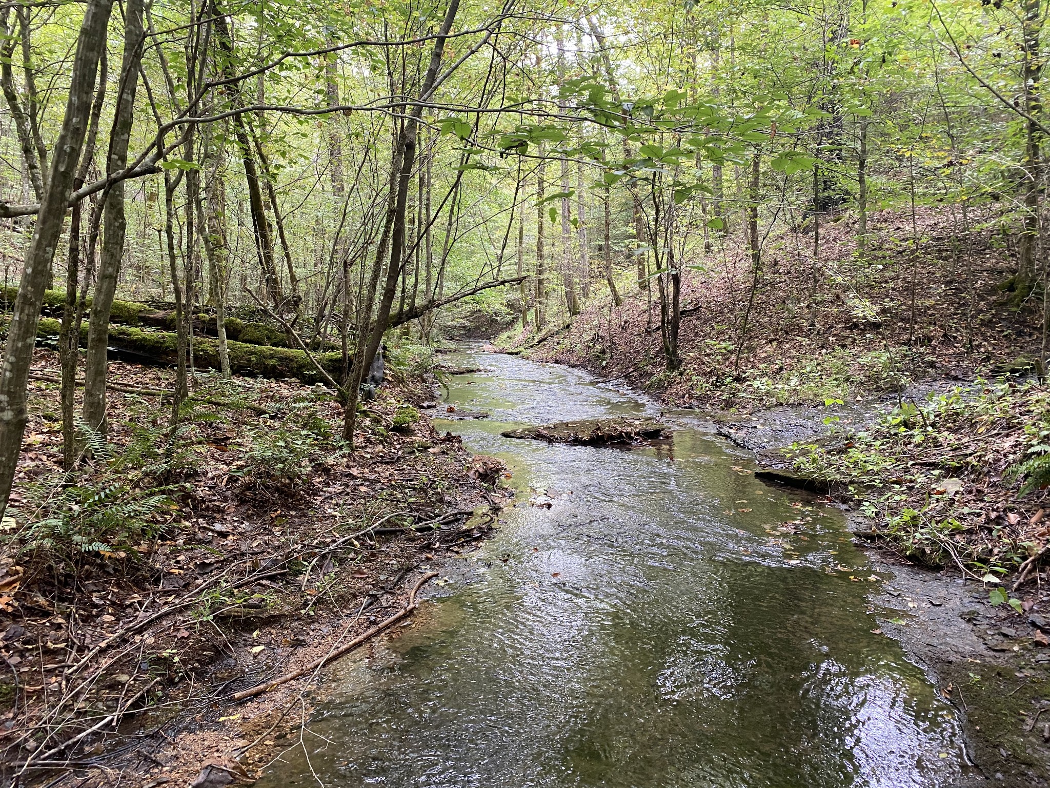 0 Blowing Springs Road Lawrenceburg, TN 38464 - Photo 13 of 23 a view of a yard with plants and trees