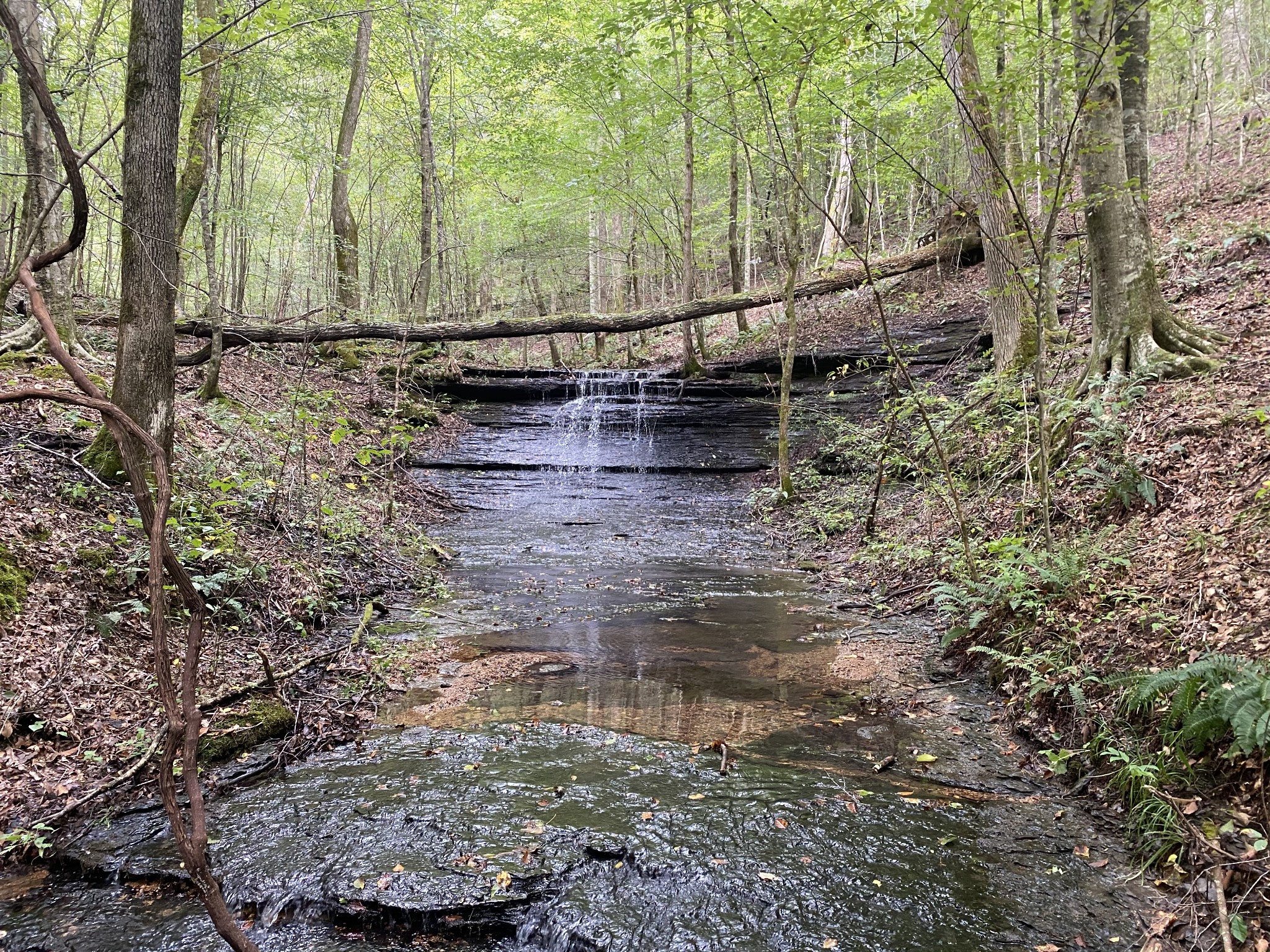 0 Blowing Springs Road Lawrenceburg, TN 38464 - Photo 15 of 23 a view of a yard with large trees