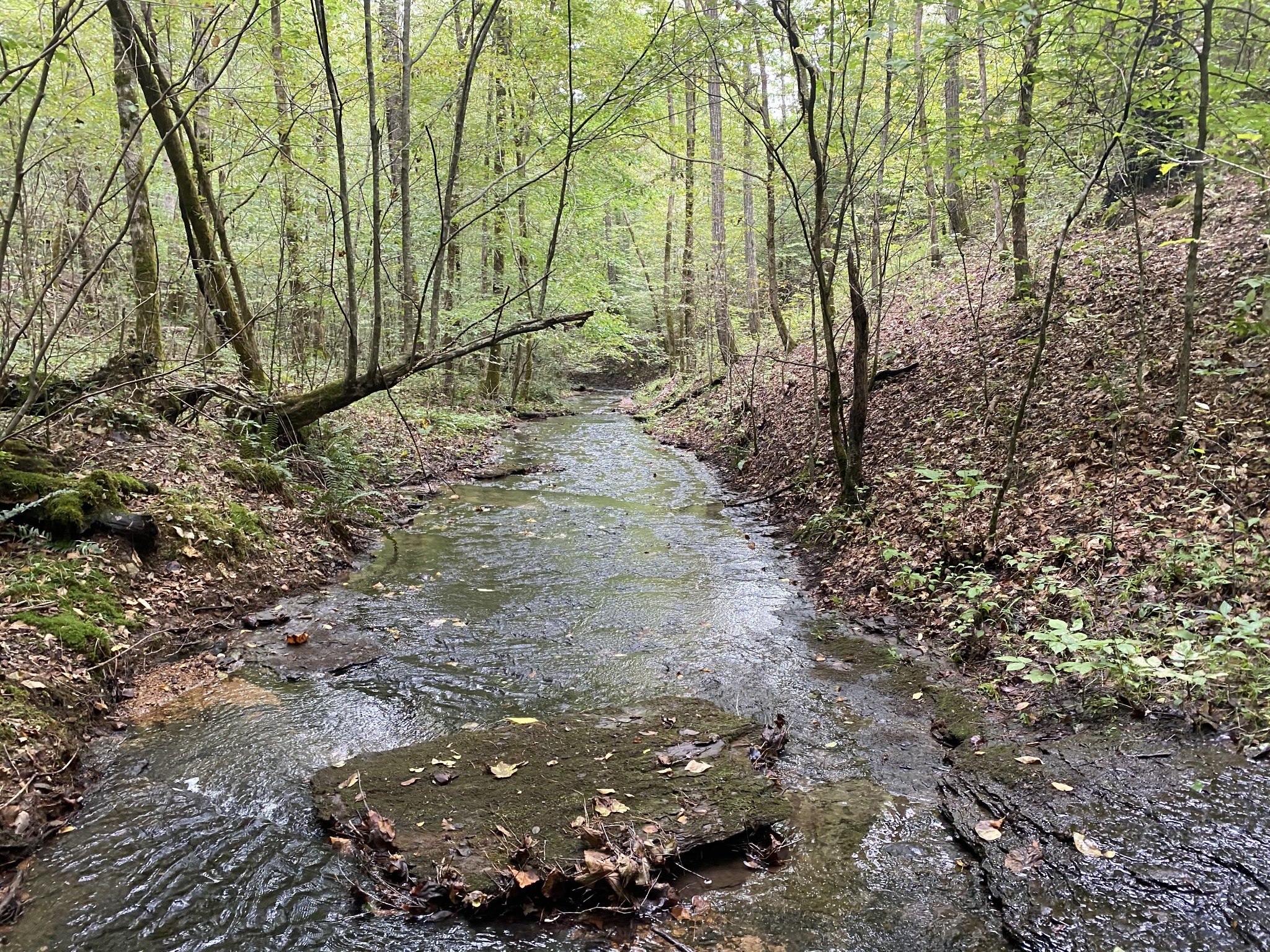 0 Blowing Springs Road Lawrenceburg, TN 38464 - Photo 16 of 23 a view of backyard with green space