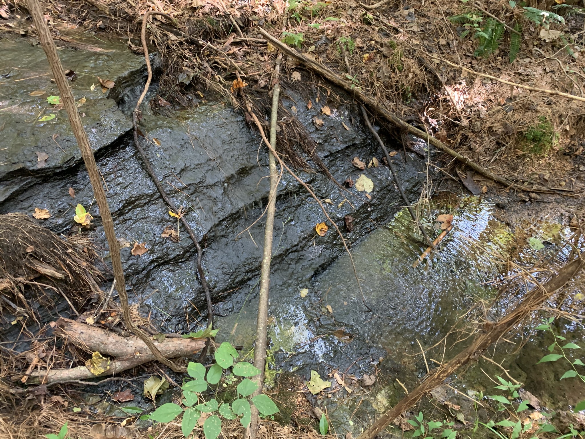 0 Blowing Springs Road Lawrenceburg, TN 38464 - Photo 19 of 23 a picture of tree