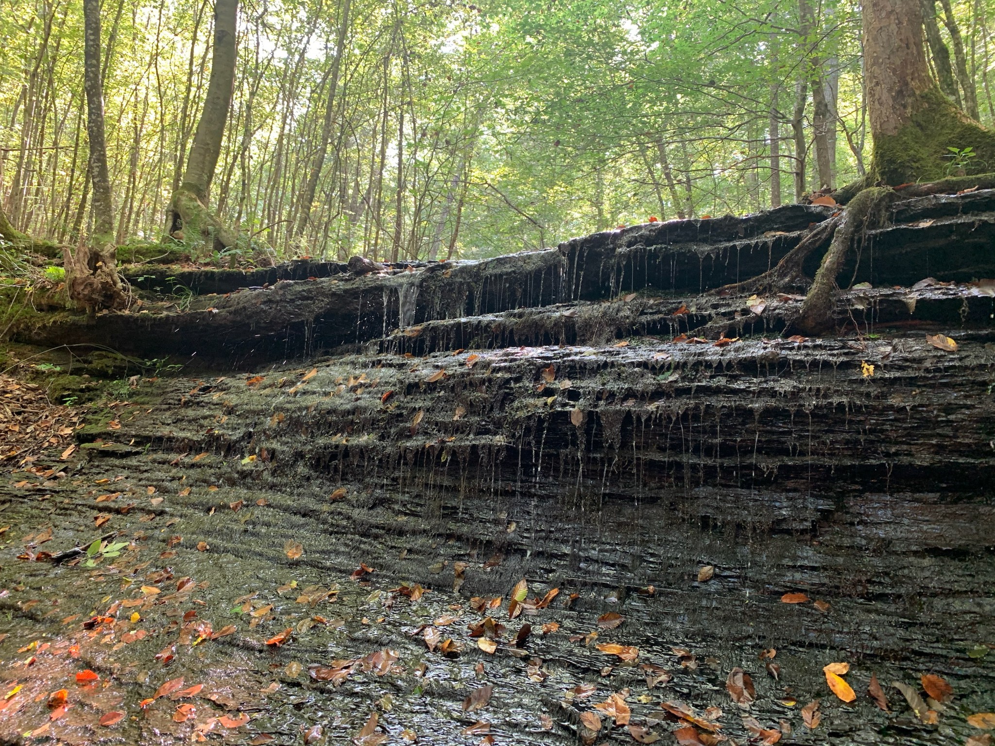 0 Blowing Springs Road Lawrenceburg, TN 38464 - Photo 3 of 23 a view of backyard with a table and chairs under an umbrella