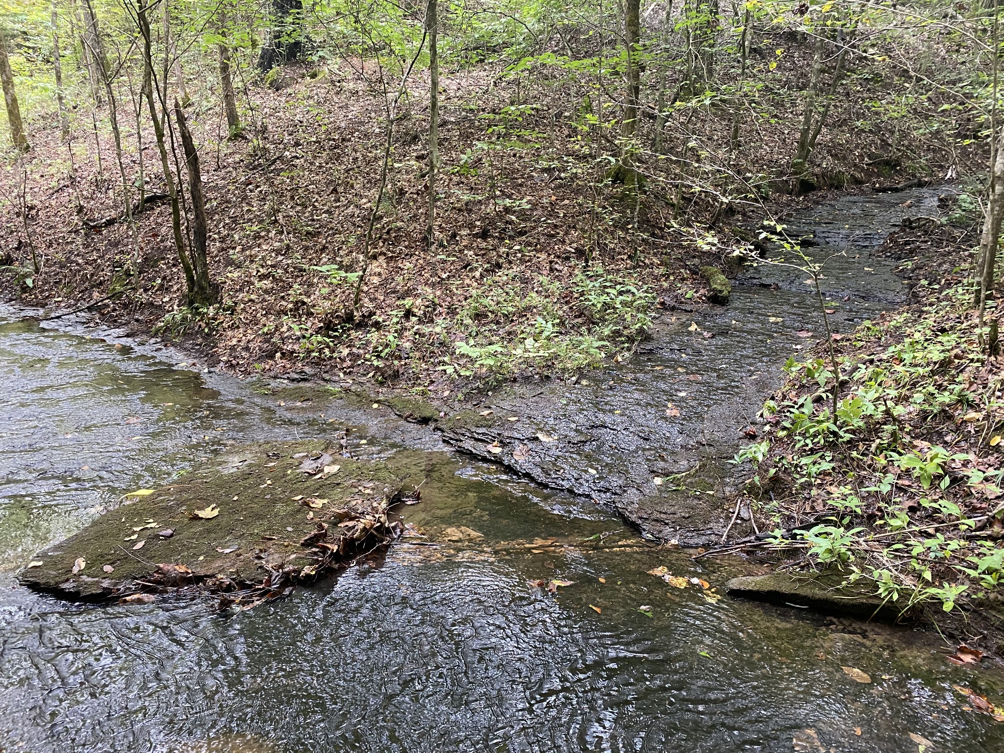 0 Blowing Springs Road Lawrenceburg, TN 38464 - Photo 7 of 23 a view of lot of green space
