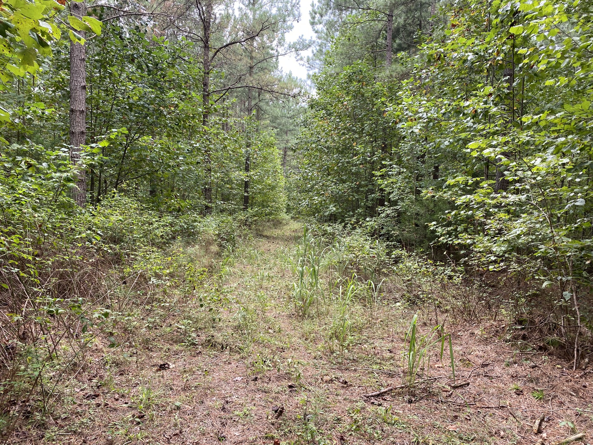 0 Blowing Springs Road Lawrenceburg, TN 38464 - Photo 8 of 23 a view of a yard