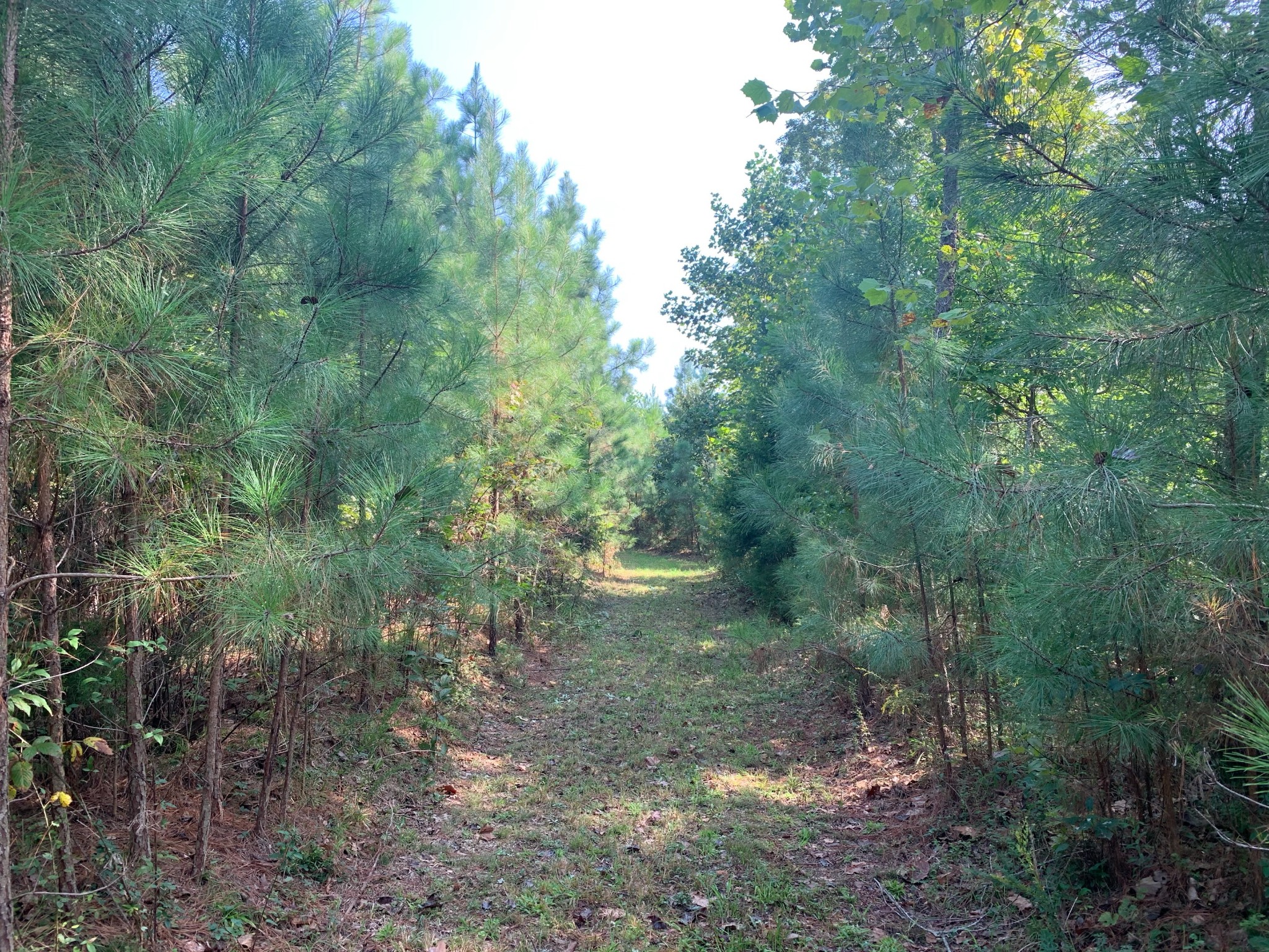 0 Blowing Springs Road Lawrenceburg, TN 38464 - Photo 9 of 23 a view of a forest filled with trees