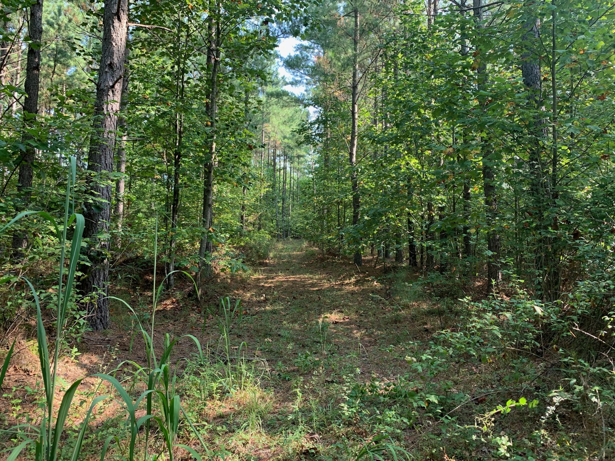 0 Blowing Springs Road Lawrenceburg, TN 38464 - Photo 10 of 23 a view of a forest with lots of trees