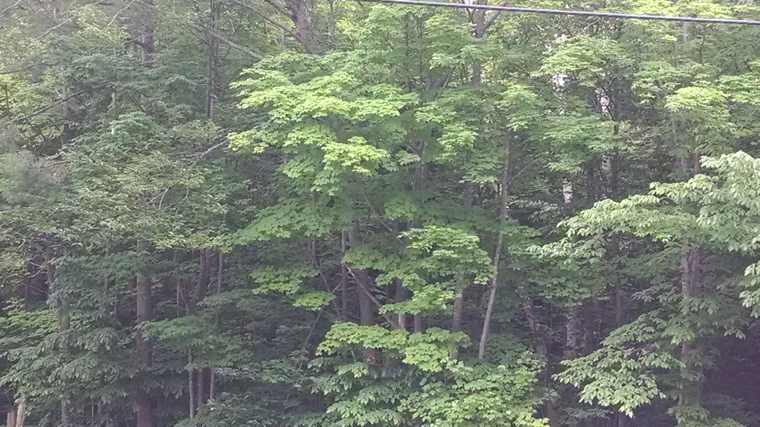 County Park Road Gaylord, MI 49735 - Photo 10 of 10 Gallery Image 10