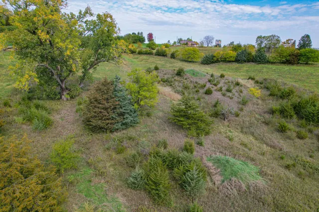 a view of a field with plants and trees