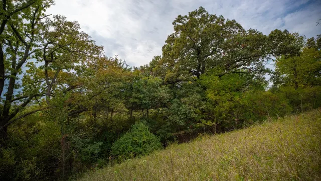 a view of a lush green forest