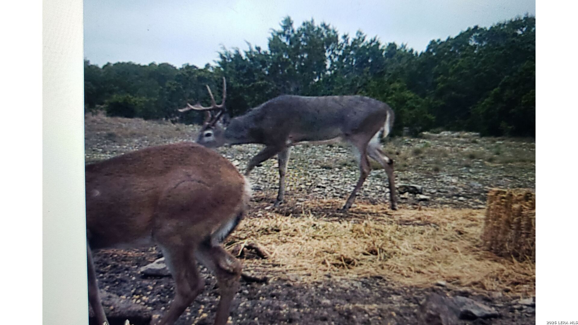 28533 SD 28533 Rocksprings, TX 78880 - Photo 11 of 12