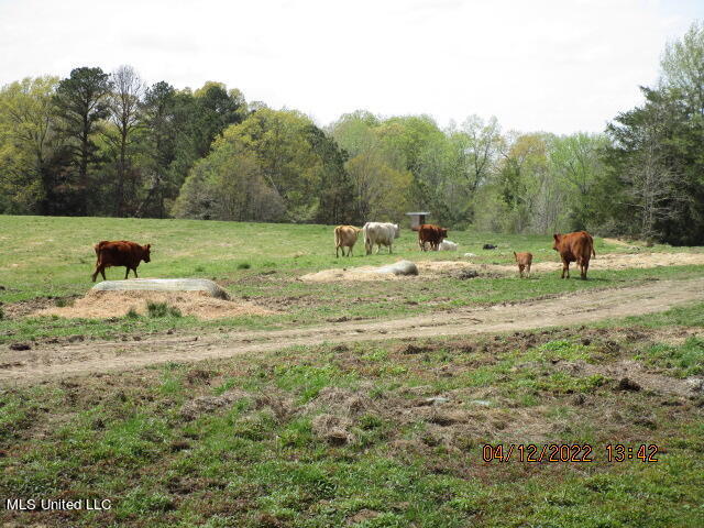 Billingsley Road Senatobia, MS 38668 - Photo 14 of 34 IMG_2924