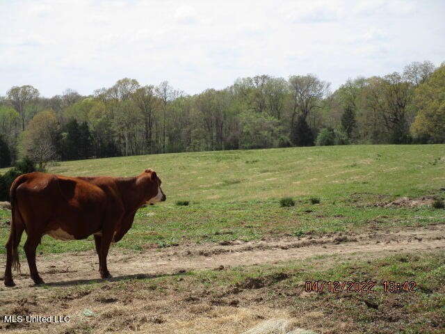 Billingsley Road Senatobia, MS 38668 - Photo 15 of 34 IMG_2925