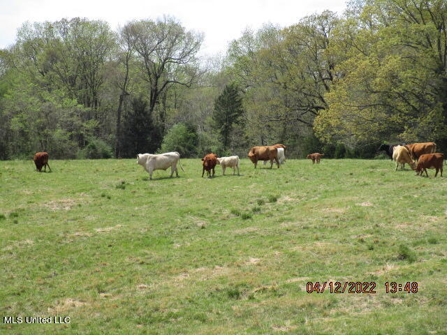 Billingsley Road Senatobia, MS 38668 - Photo 20 of 34 IMG_2930
