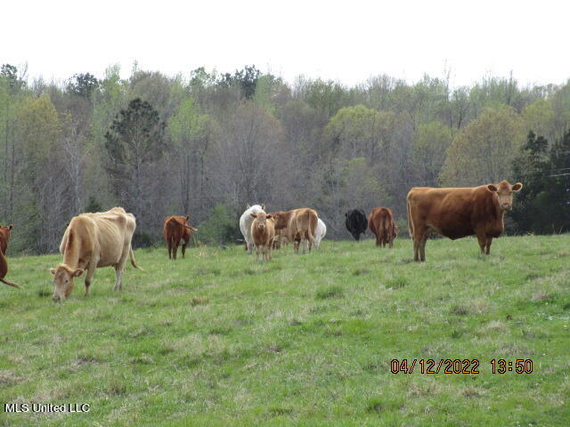 Billingsley Road Senatobia, MS 38668 - Photo 23 of 34 IMG_2933