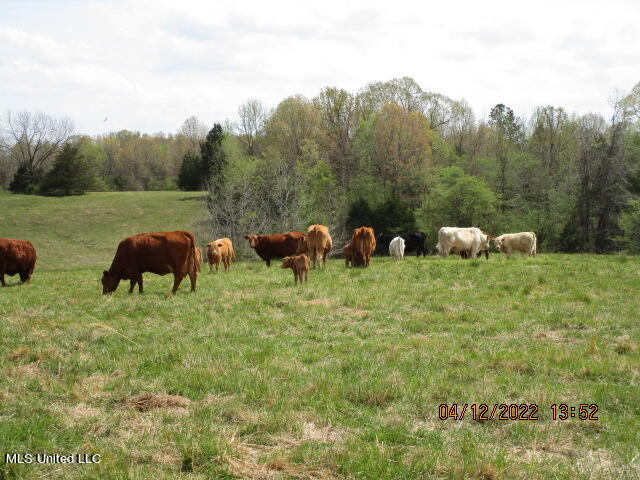 Billingsley Road Senatobia, MS 38668 - Photo 24 of 34 IMG_2934