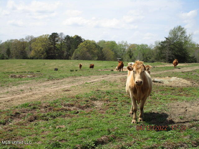 Billingsley Road Senatobia, MS 38668 - Photo 7 of 34 IMG_2917
