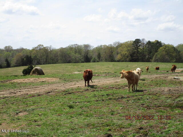 Billingsley Road Senatobia, MS 38668 - Photo 10 of 34 IMG_2920