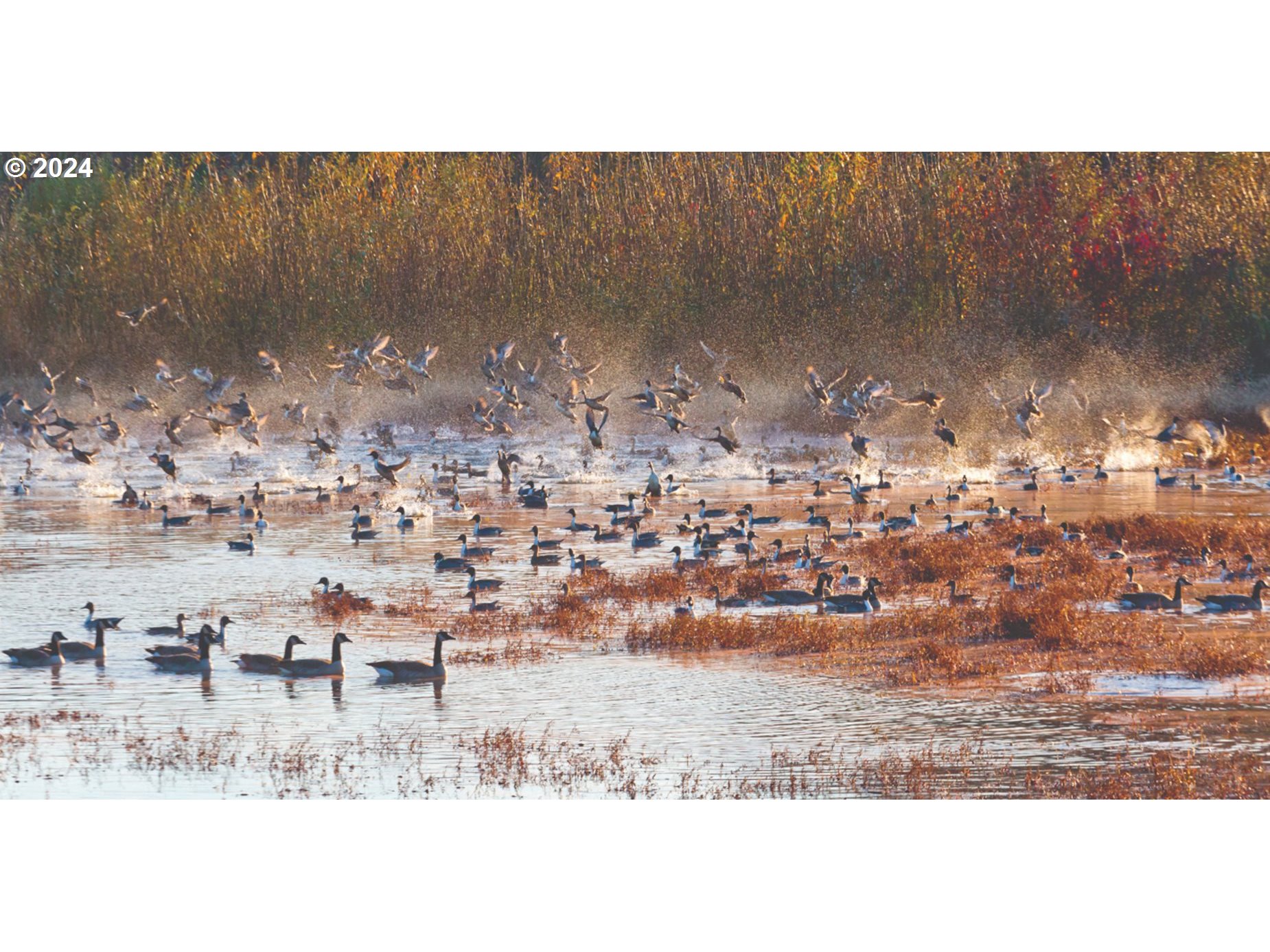 847 Glade Avenue Forest Grove, OR 97116 - Photo 17 of 20 a view of swimming pool with outdoor seating