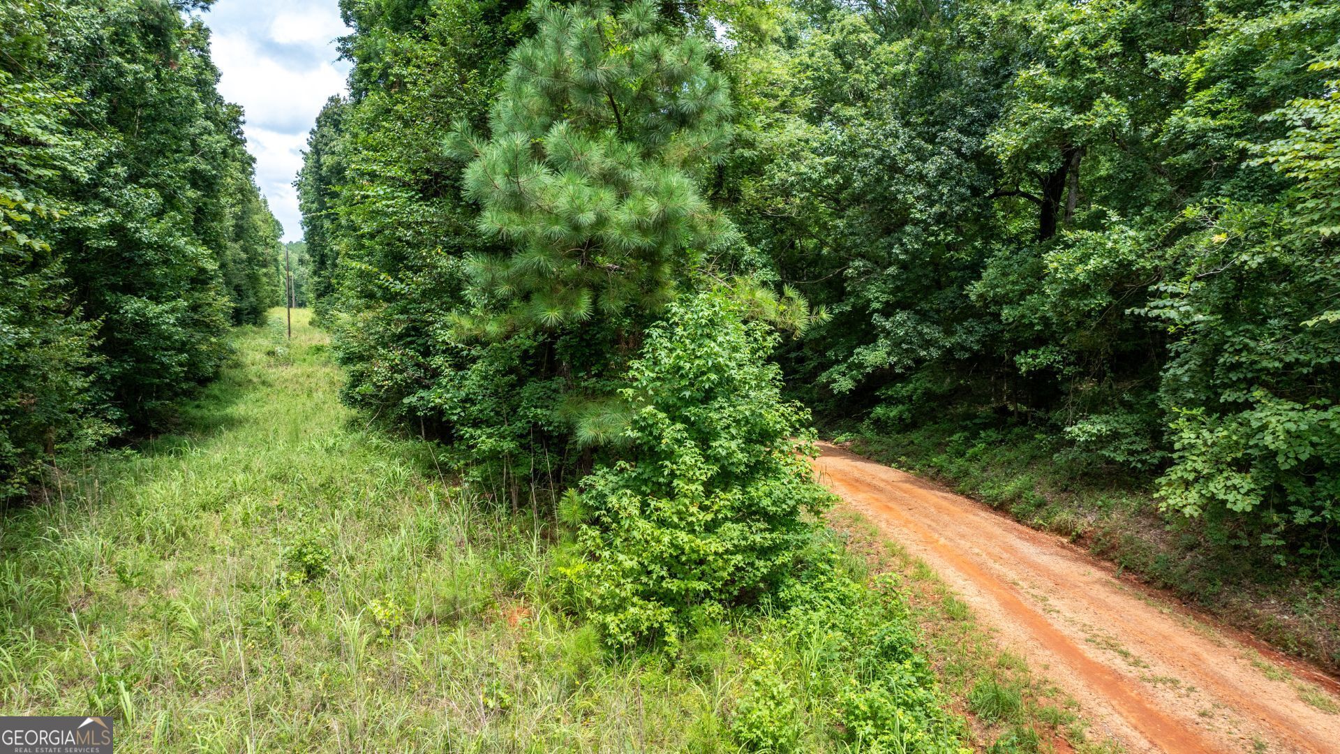 0 Frank Smith Road Norwood, GA 30821 - Photo 12 of 17 a view of a yard with plants and large trees