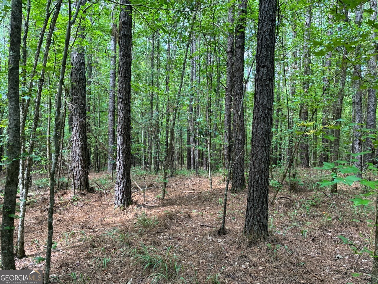 0 Frank Smith Road Norwood, GA 30821 - Photo 14 of 17 a view of forest