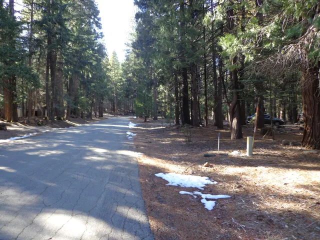 a view of a yard with trees