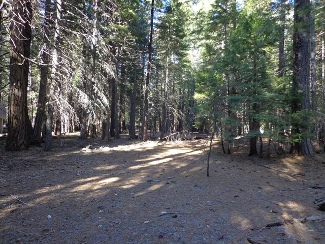 a view of a forest with trees in the background