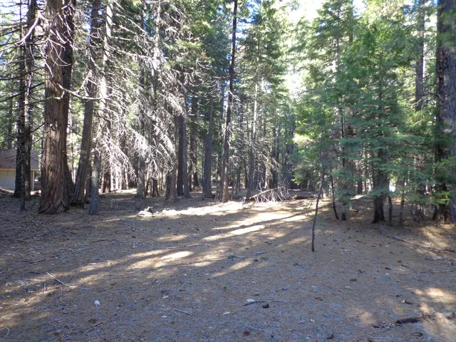 a view of a yard with a tree