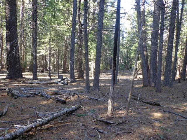 a view of outdoor space with lots of trees