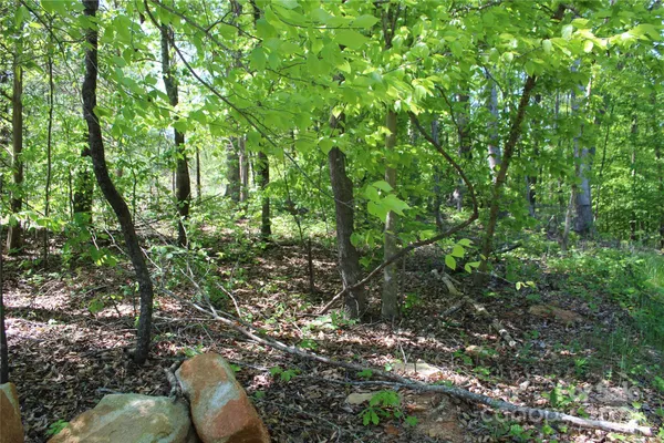 a backyard of a house with lots of trees