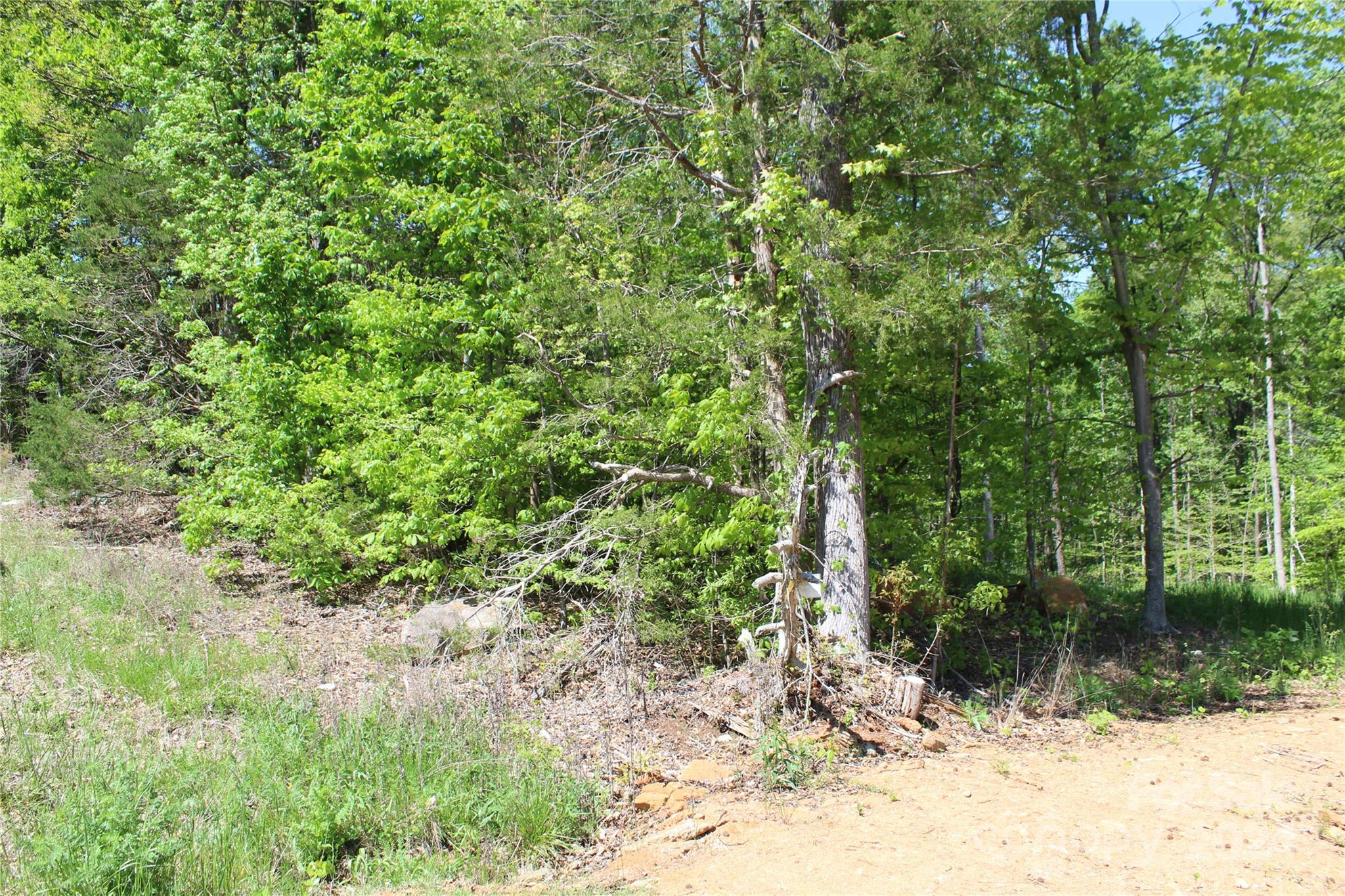 0 Davis Circle Clover, SC 29710 - Photo 10 of 13 a view of a yard with plants and large trees