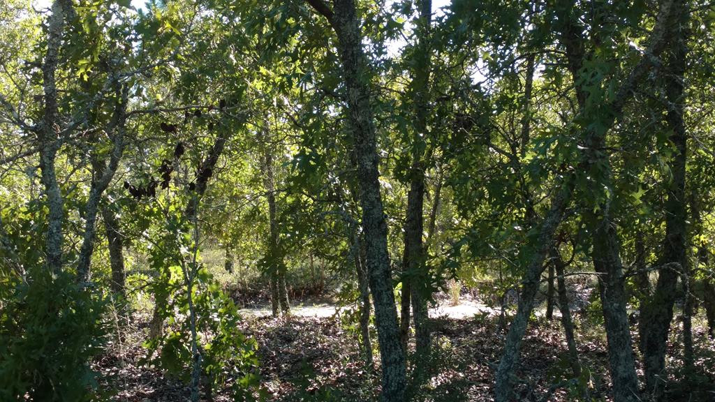 Tract D Centerwood Road Windsor, SC 29856 - Photo 2 of 6
