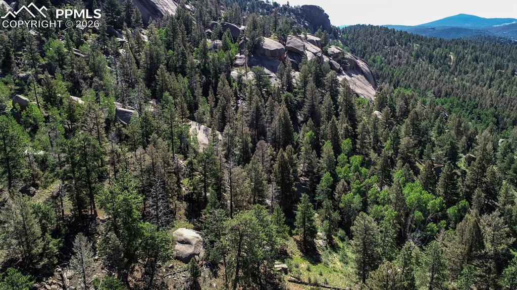235 Hay Creek Road Florissant, CO 80816 - Photo 11 of 17 a view of a forest with a tree