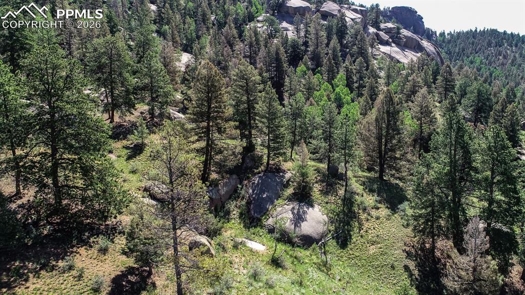 235 Hay Creek Road Florissant, CO 80816 - Photo 13 of 17 a view of a forest with a tree