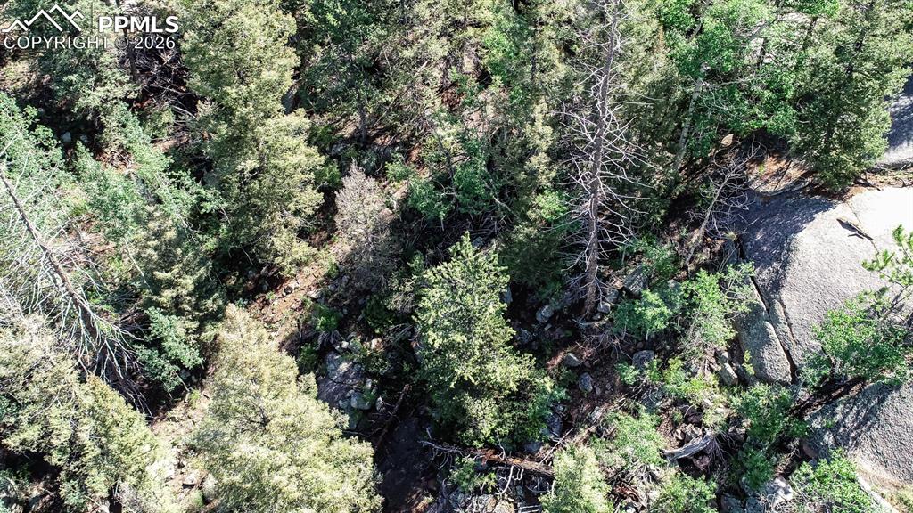 235 Hay Creek Road Florissant, CO 80816 - Photo 17 of 17 a view of a tree in a yard