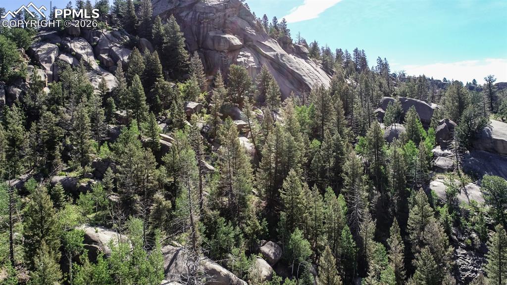 235 Hay Creek Road Florissant, CO 80816 - Photo 5 of 17 a view of a forest