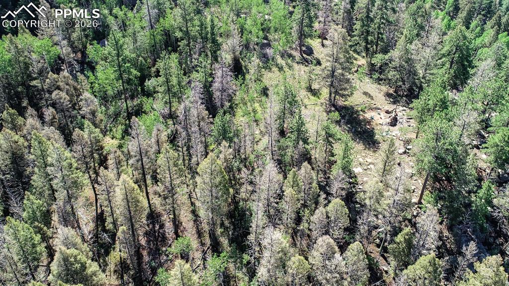 235 Hay Creek Road Florissant, CO 80816 - Photo 7 of 17 a view of a forest
