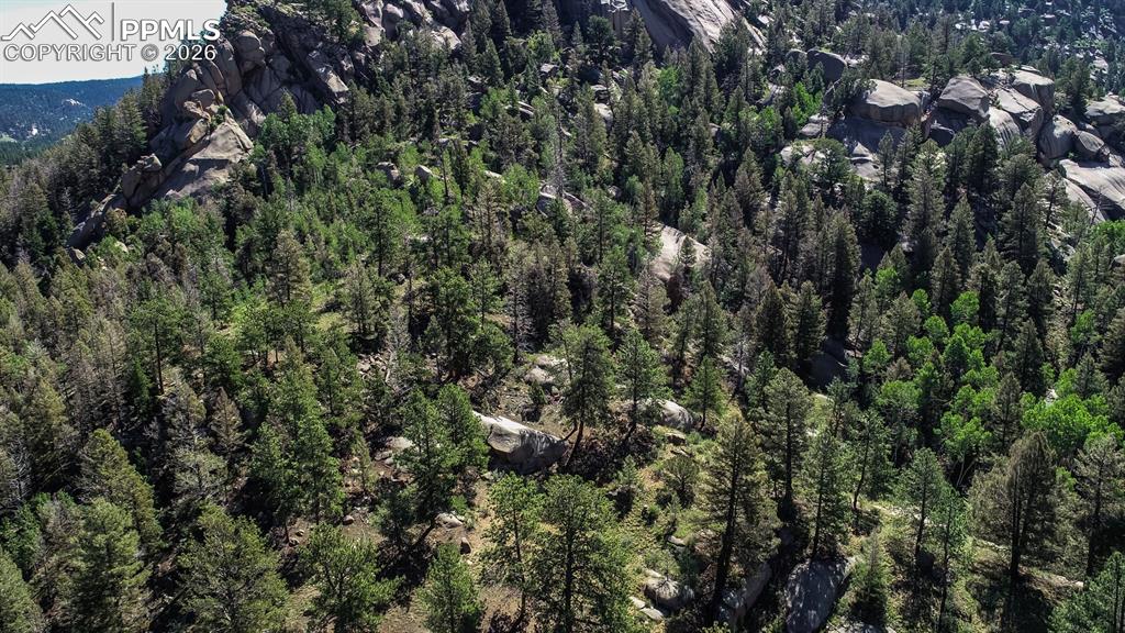 235 Hay Creek Road Florissant, CO 80816 - Photo 9 of 17 a view of a lush green forest