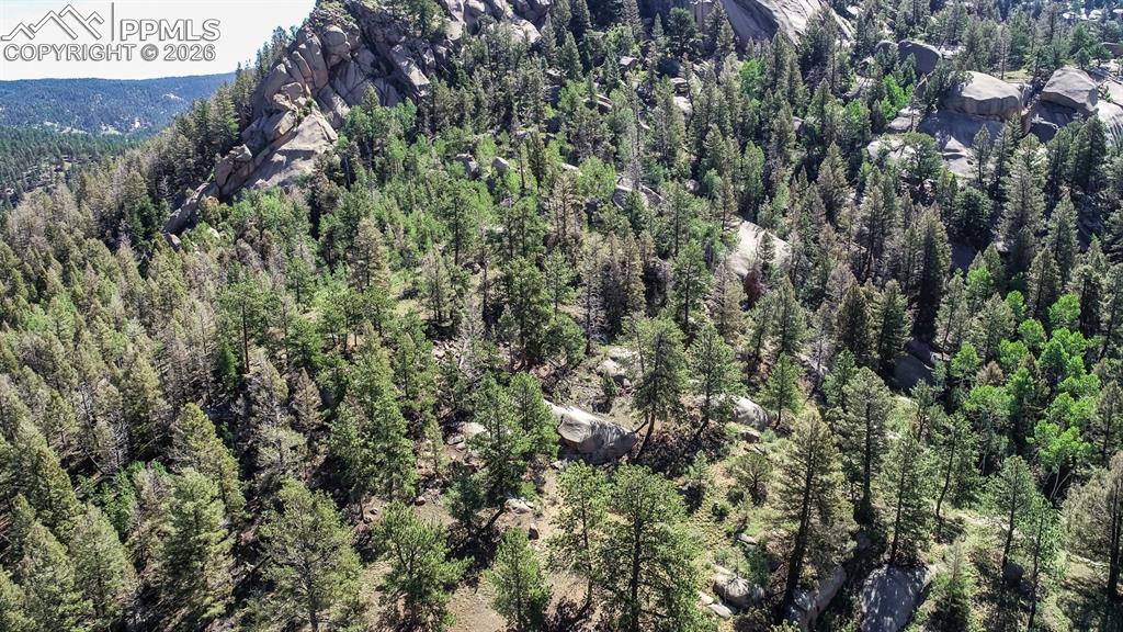 235 Hay Creek Road Florissant, CO 80816 - Photo 10 of 17 a view of a forest that has a tree