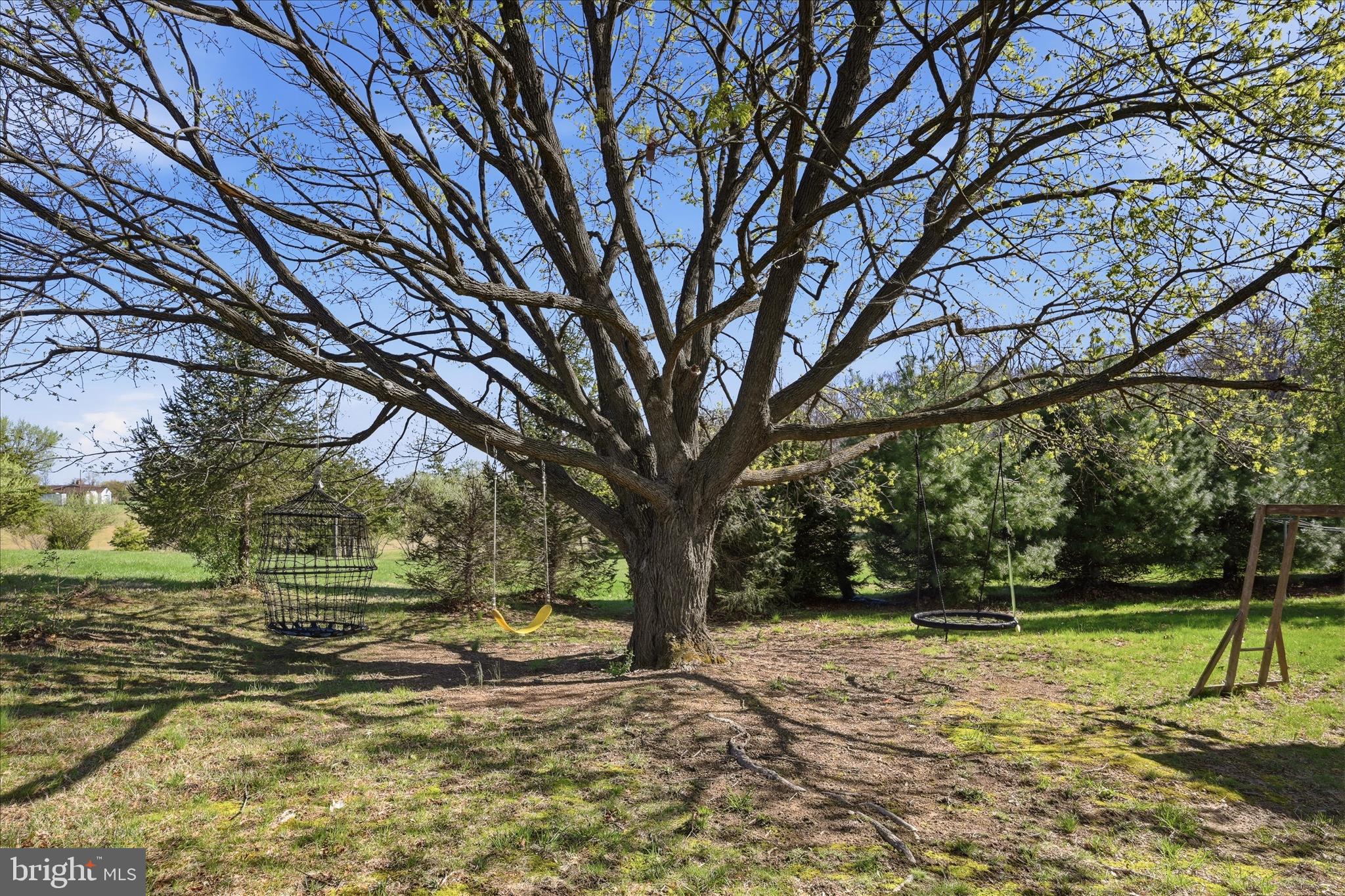 1239 Cedar Grove Road Winchester, VA 22603 - Photo 65 of 67 Zipline for fun...check! The trees are there!