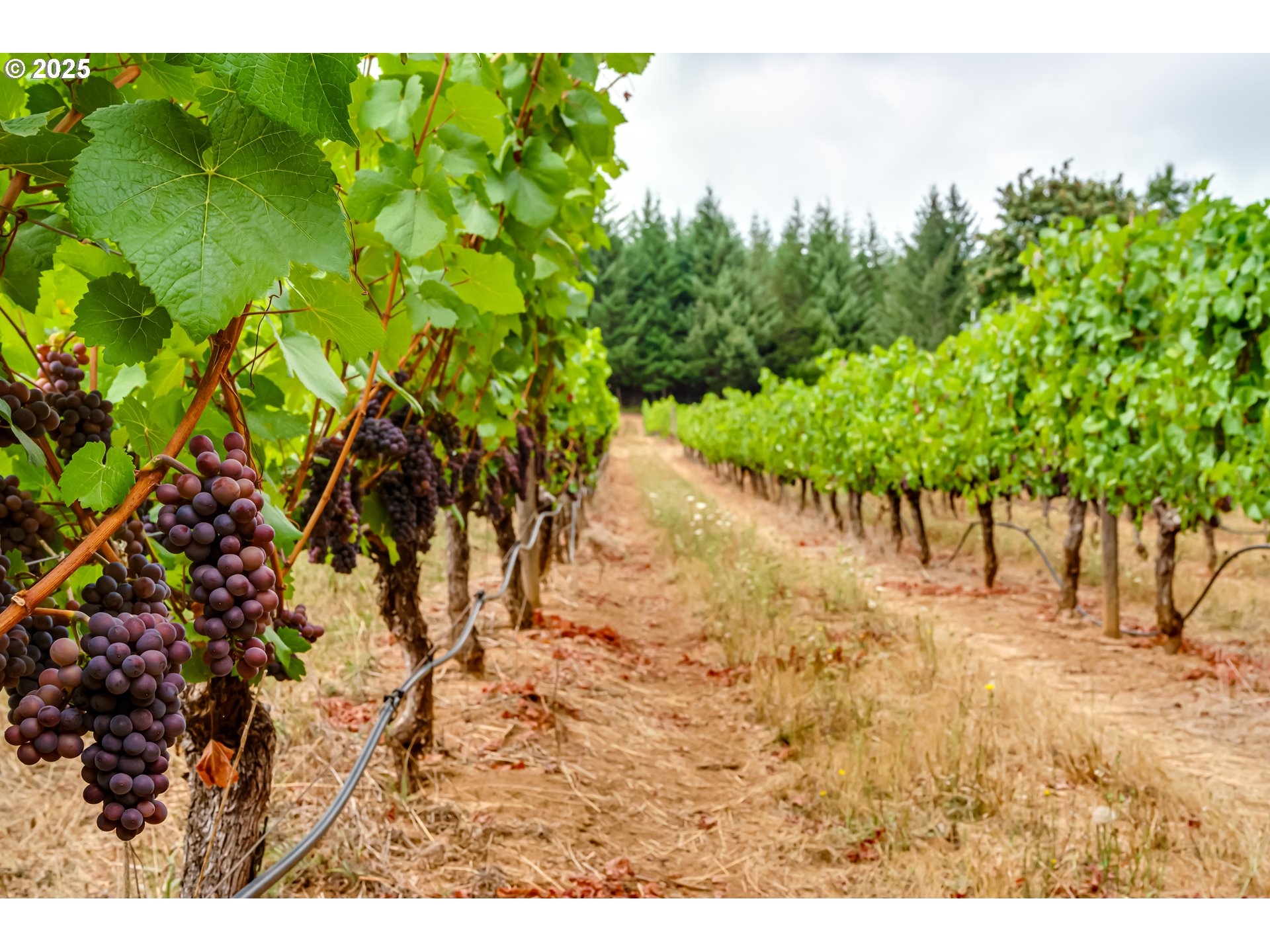 24247 Vaughn Road Veneta, OR 97487 - Photo 43 of 48