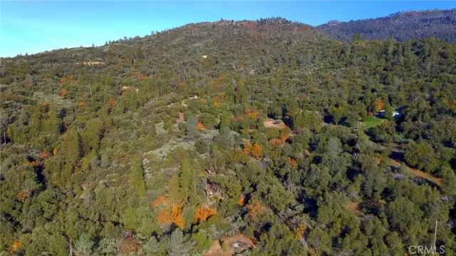 a view of a bunch of trees and bushes