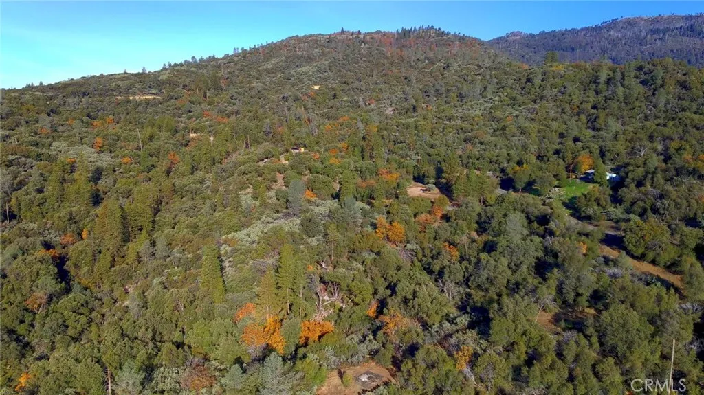a view of a bunch of trees and bushes