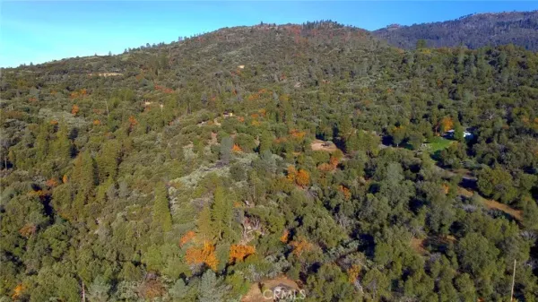a view of a bunch of trees and bushes